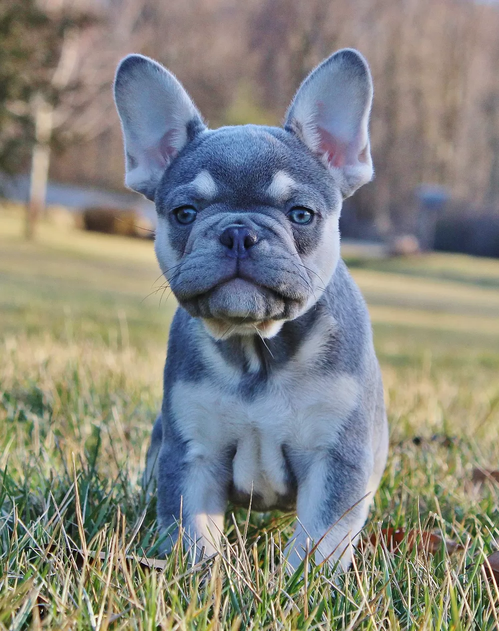 French store bulldog companion