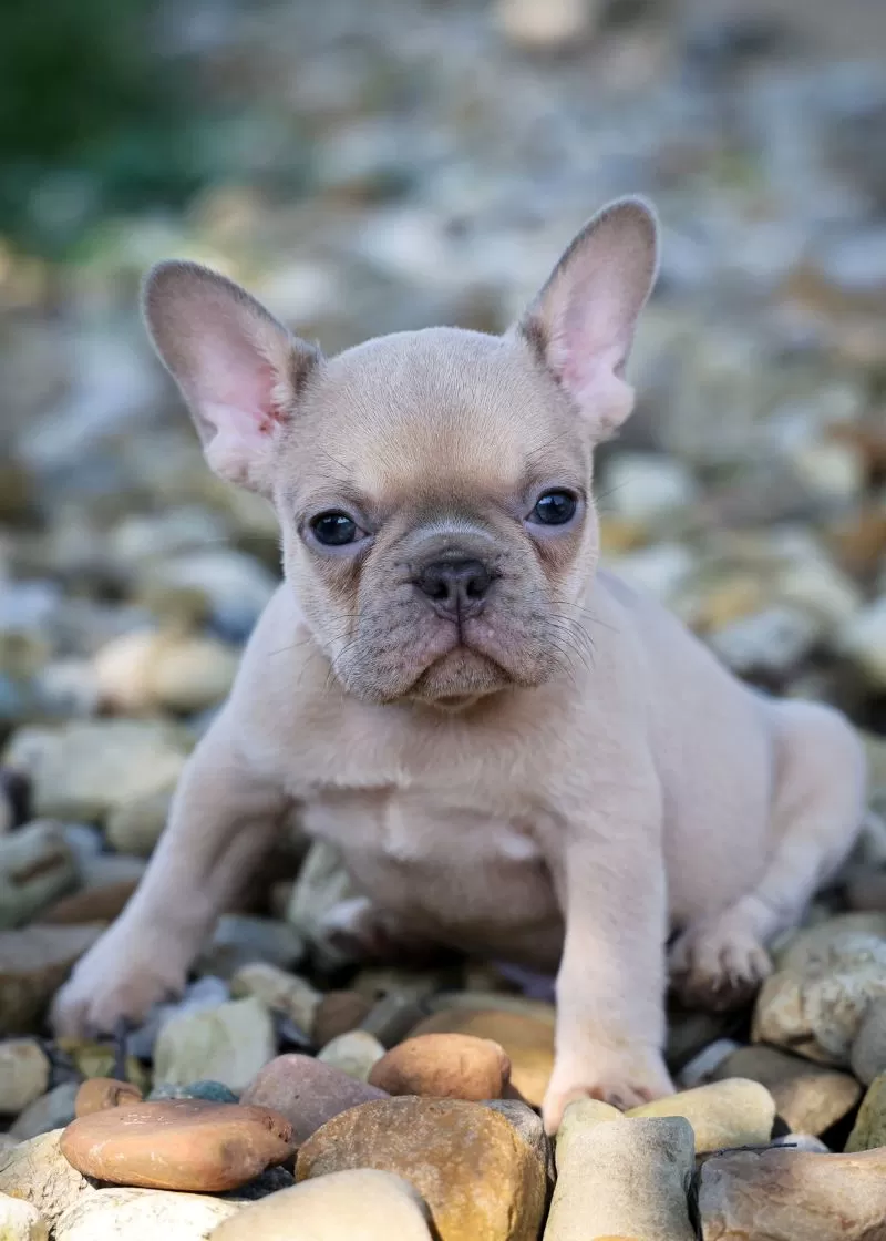 Rosco