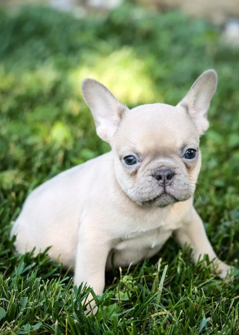 Rosco