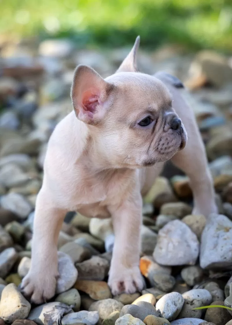 Rosco